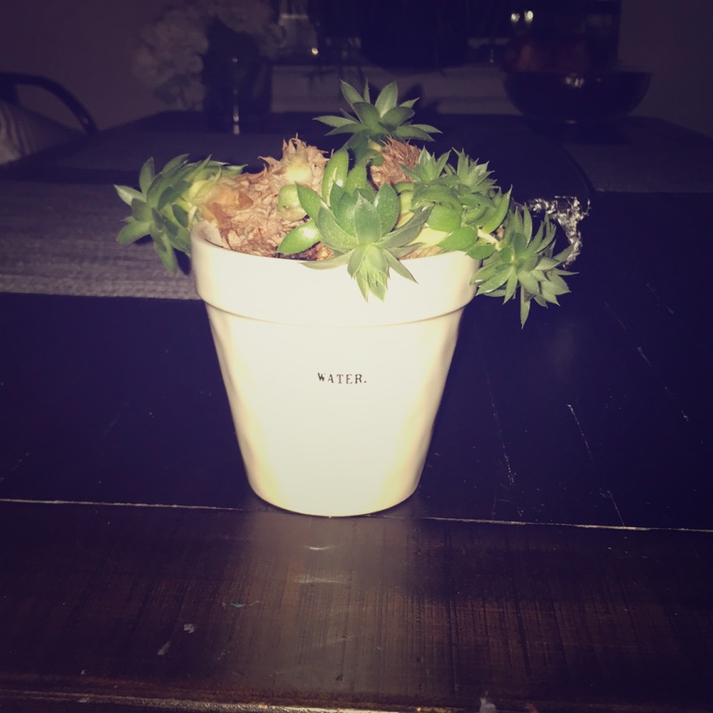 A plant
